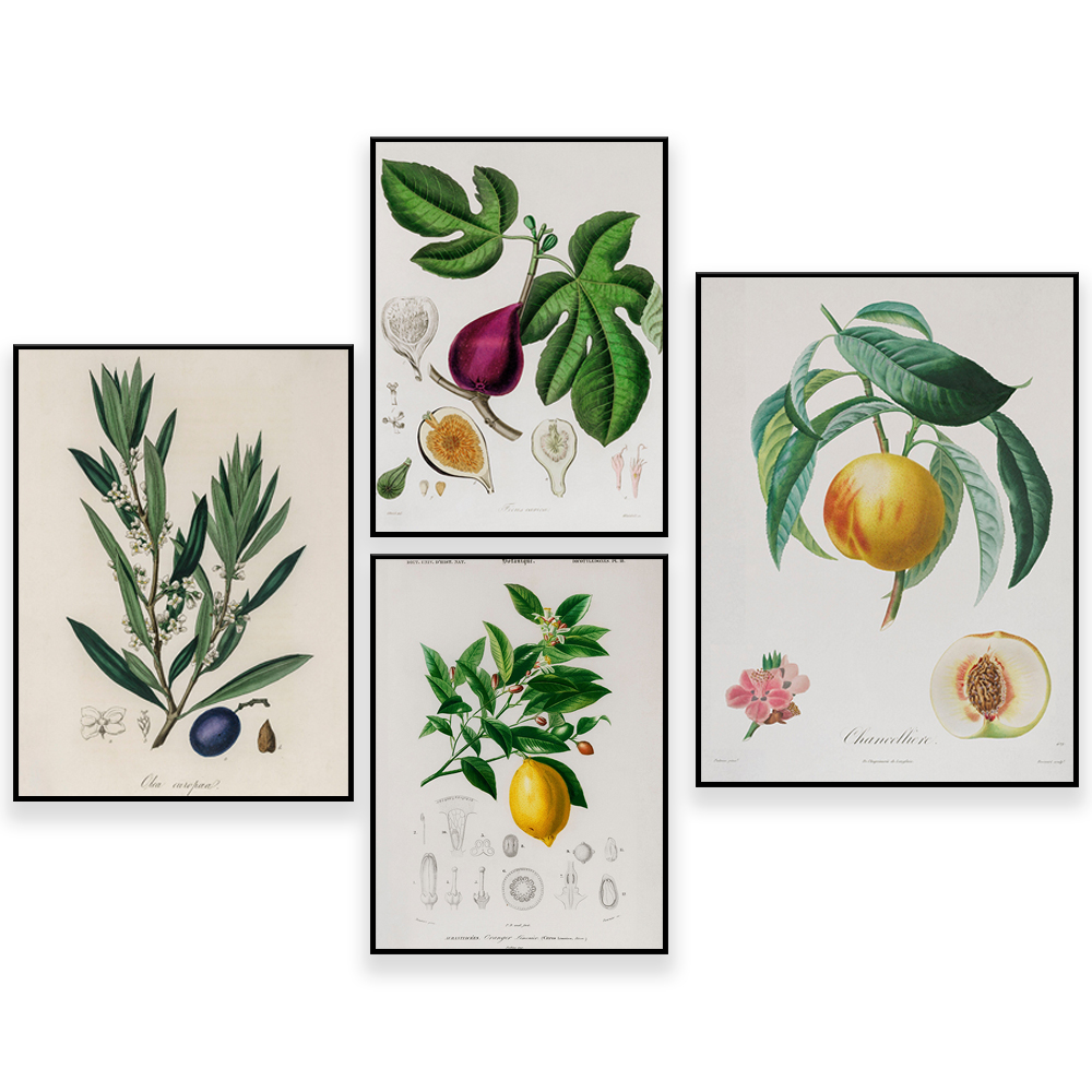 Plant Jackfruit - Ilustración vintage de botánica médica -